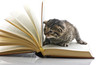 gattino legge un libro