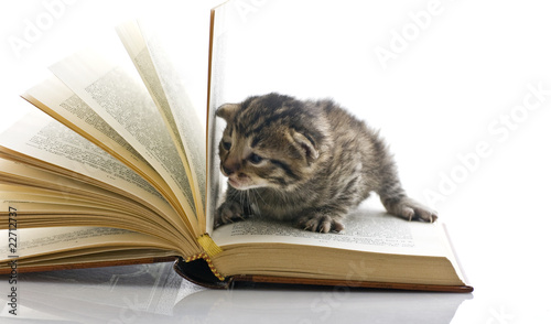 Foto: gattino legge un libro gattino legge un libro