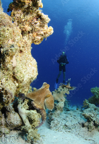 Photo: diver with octopus diver with octopus