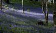 Bluebells at Bangor