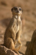 suricate on a stone