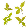 Young leaves isolated on white