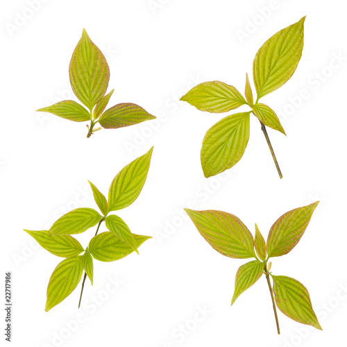 Photo: Young leaves isolated on white Young leaves isolated on white