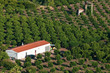 Orange Plantation Orange Plantation