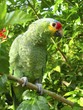 cotorra parrot green from Central America cotorra parrot green from Central America