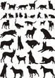 Cats and dogs
