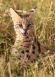 African Serval (Leptailurus serval)