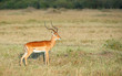 Single red Impala