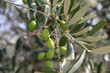 Grüne Oliven am Baum