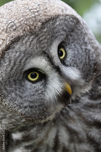 Photo: Great Grey Owl 6 Great Grey Owl 6