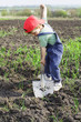Little boy to dig with big shovel