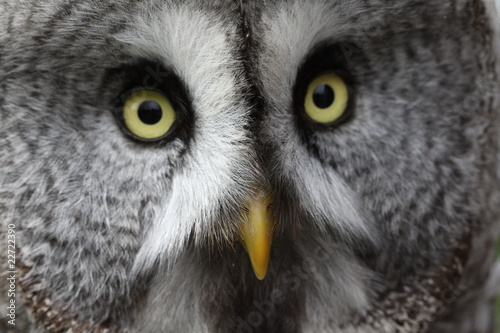 Photo: Great Grey Owl 2 Great Grey Owl 2