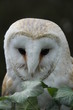 Barn owl 3