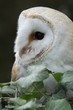 Barn Owl 2