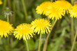 dandelion