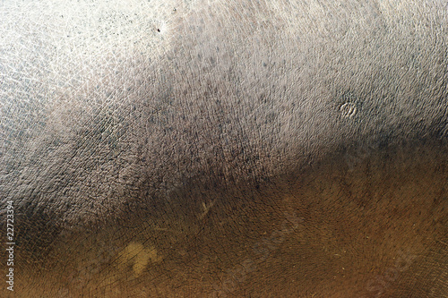 Photo: pele de hipopotamo pele de hipopotamo