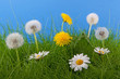 Blumen im Frühling auf Wiese