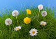 Wiese im Frühling