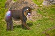 Mandrill (Mandrillus sphinx), primate with colorful face
