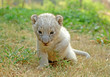 baby lion
