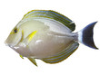Poisson chirurgien à barre blanche/Whitebar Surgeonfish