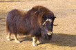 Muskox Muskox