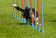 Agility - sehenswerter Hundesport