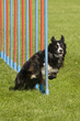Collie beim Slalom