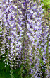 "Wisteria sinensis"