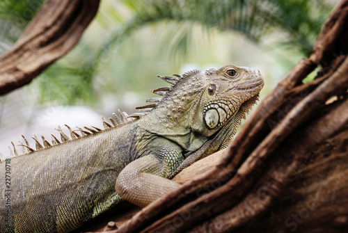 Iguana in a tree Iguana in a tree