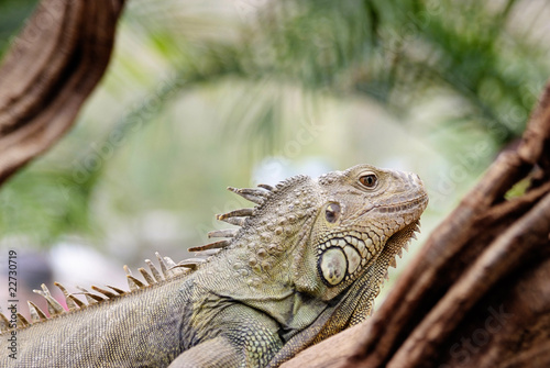 Iguana in a tree Iguana in a tree