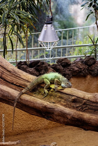 Photo: Iguana on a tree branch Iguana on a tree branch
