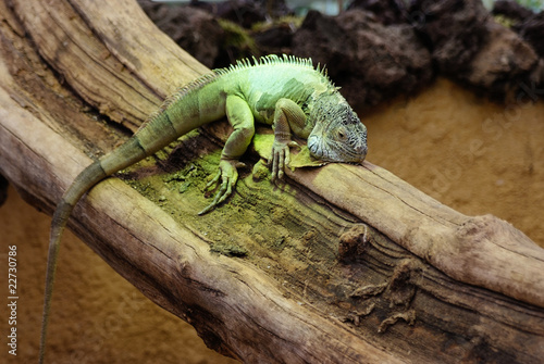 Photo: Iguana on a tree branch Iguana on a tree branch