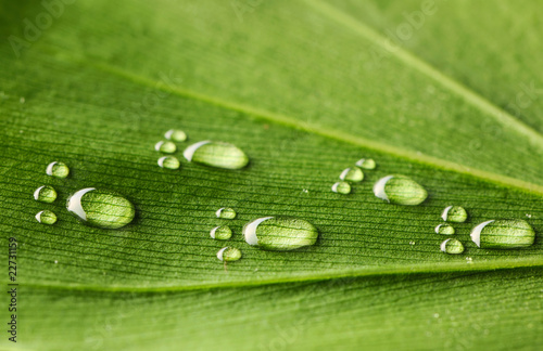 Photo: Water footprints on leaf Water footprints on leaf