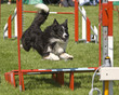flott unterwegs beim Agility