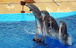 Dolphins Jumping