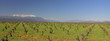 Pieds de Vignes et Neiges sur le Canigou ; Pyrénées Orientales Pieds de Vignes et Neiges sur le Canigou ; Pyrénées Orientales