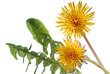 Photo en ligne au meilleur prix Dandelion isolated on white