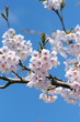 さくらの花弁