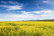 yellow rape field with blue sky