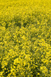 oilseed rape
