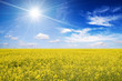 Rape field