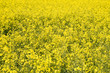 oilseed rape field