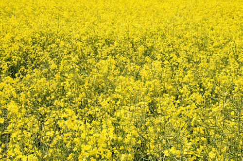 Photo: oilseed rape field oilseed rape field