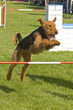 Airdale Terrier