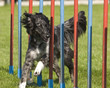 Agility - sehenswerter Hundesport