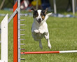 Parson Russel Terrier