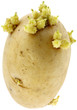 pomme de terre germée, fond blanc pomme de terre germée, fond blanc