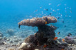in underwater garden