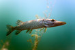 Pike in the lake Pike in the lake